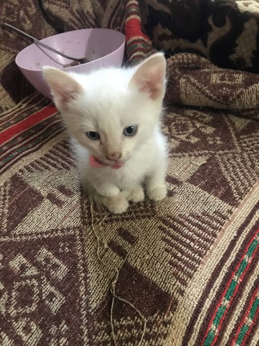 Отдам даром котят