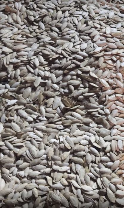 Продам насіння семечку