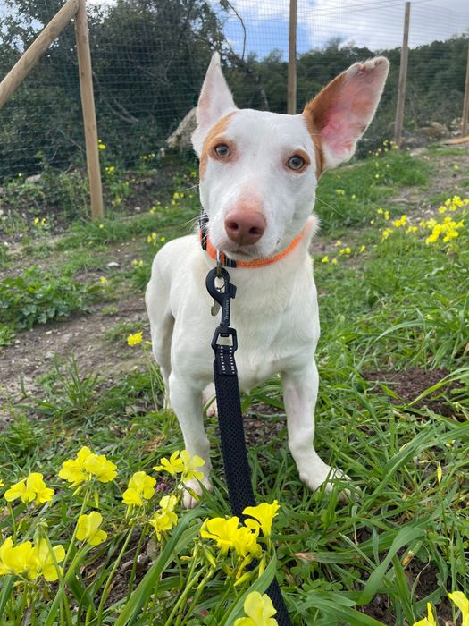 Benji- Para Adoção Responsável!