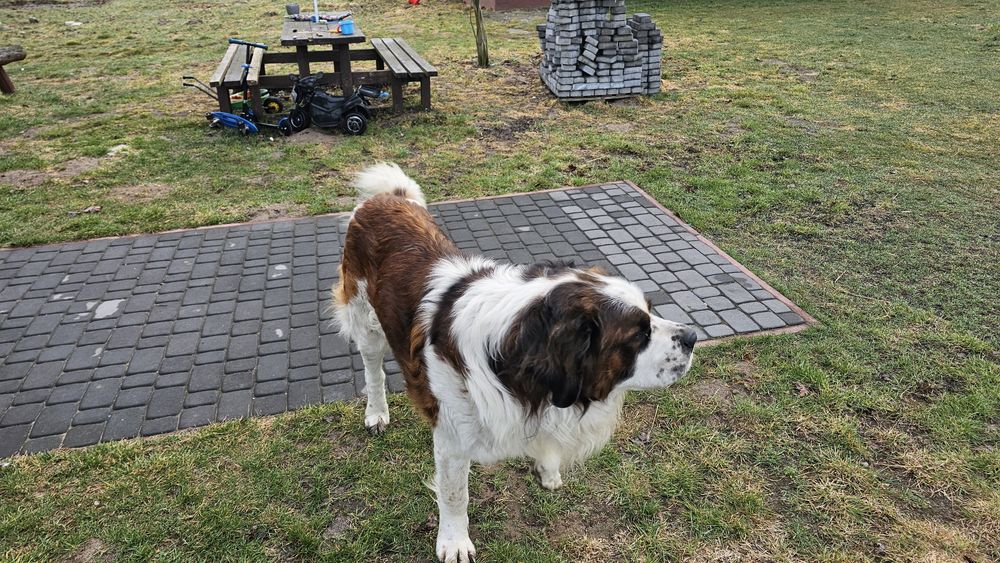 Oddam psa bernardyna