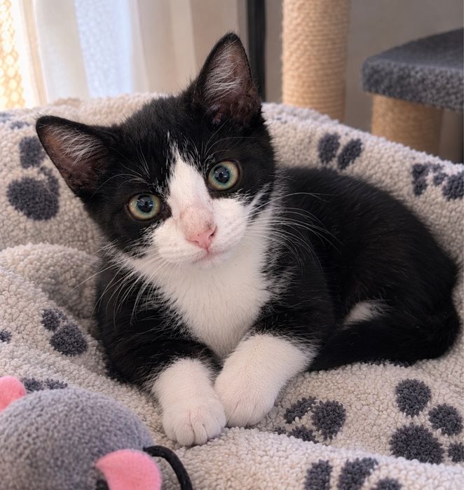 Lindos gatinhos machos de 3 meses e meio para adoção