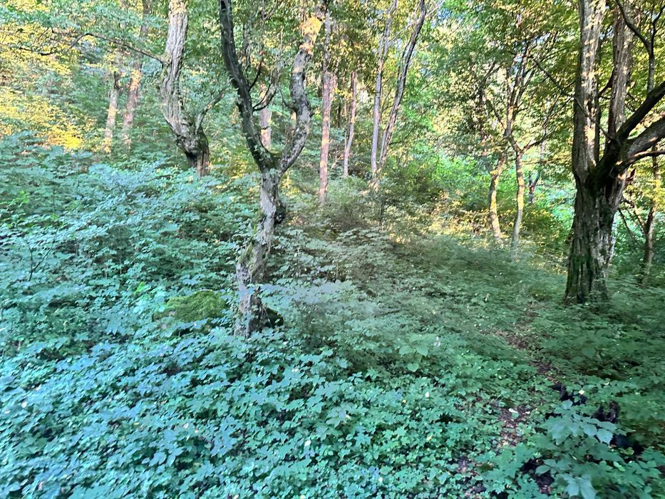 Продаж ділянки під лісом (район ресторану "Камелот")