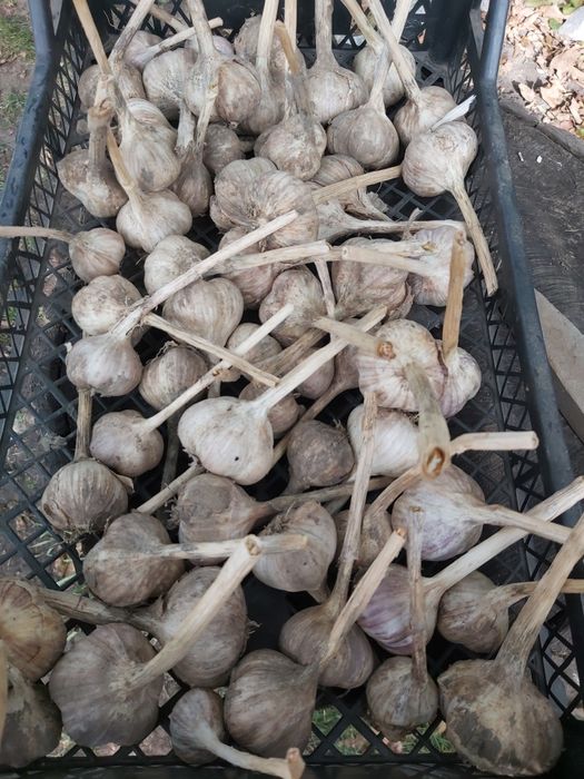 Часник сорту Москаль