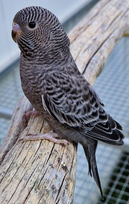 Papużki faliste blackface młode do oswojenia jak I Dojrzałe na lęgi
