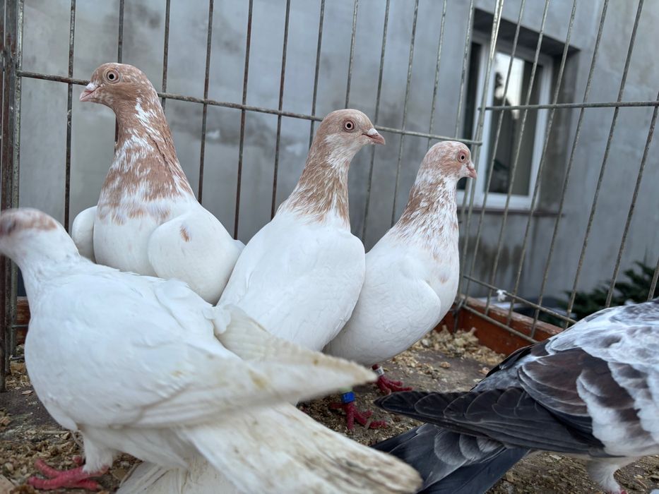 Gołębie Budapeszty