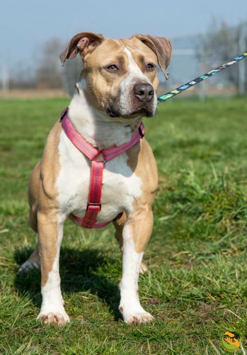 Zeus pies w typie ttb, amstaff szuka odpowiedzialnego domu