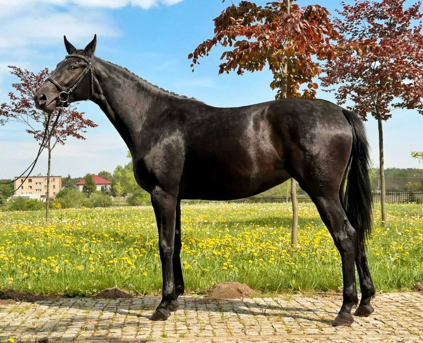 Klacz Lana, koń sportowy, rocznik 2024