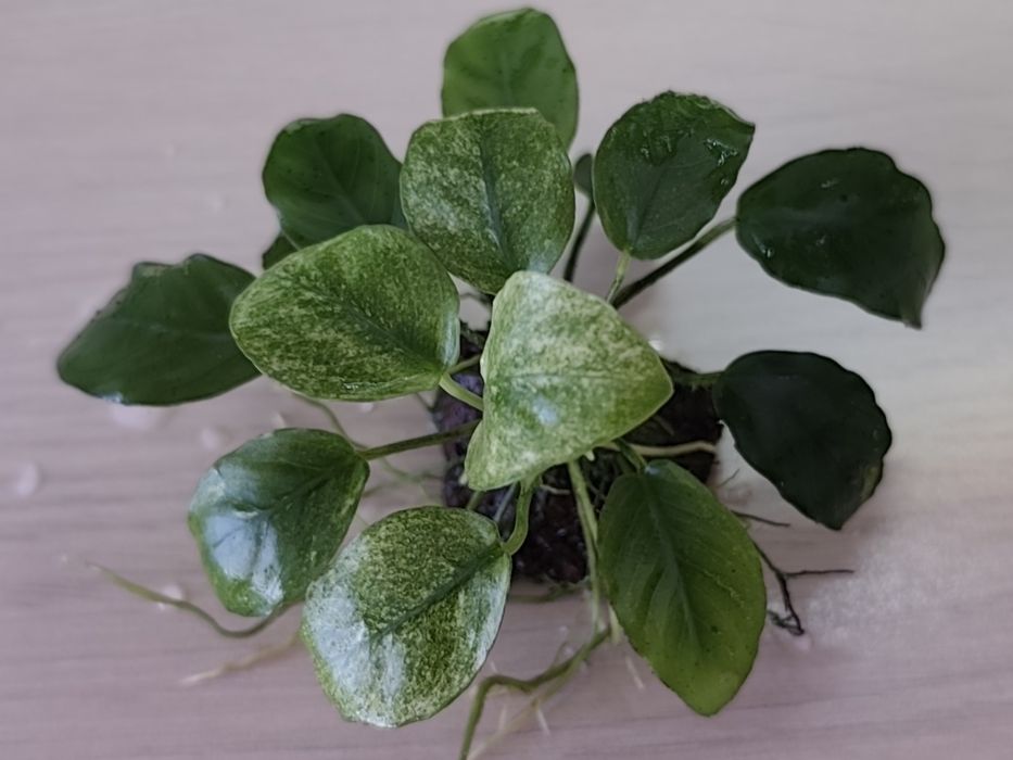 Anubias nana Pinto