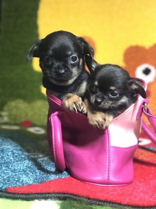 Мини малыши Чихуахуа 2 мес