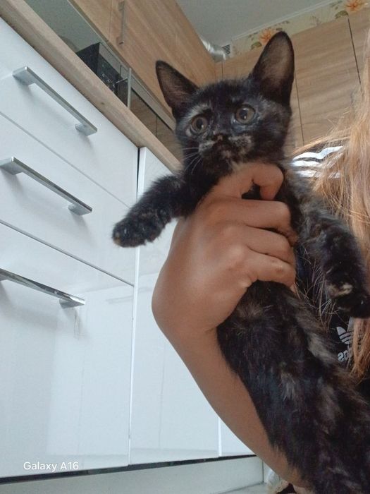 Кошенята  в  пошуку родини.