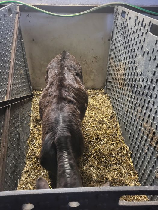 Jaloszki do dalszej chodowli