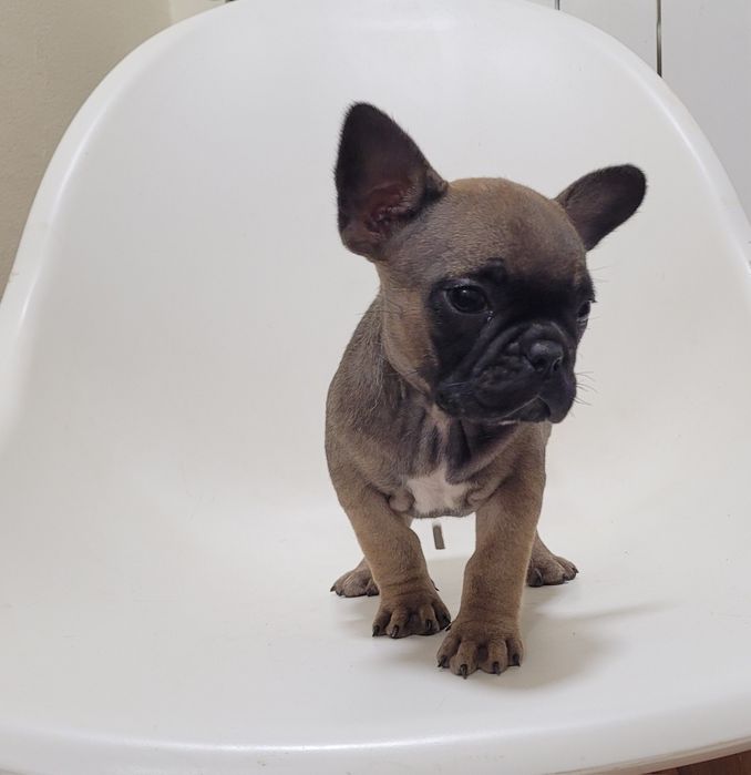 Bulldog francês femea
