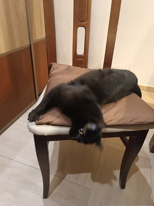 Oddam czarna kotkę.