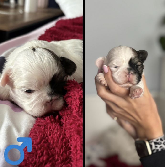 Szczeniaki mieszaniec Shih Tzu i Pekińczyk