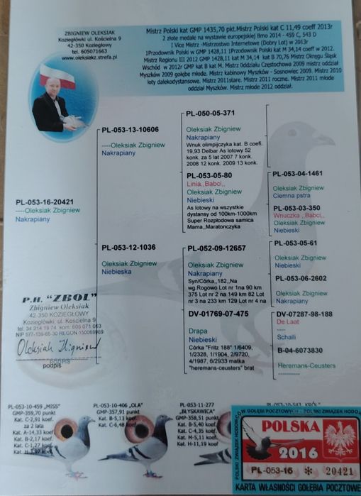 Gołębie pocztowe
