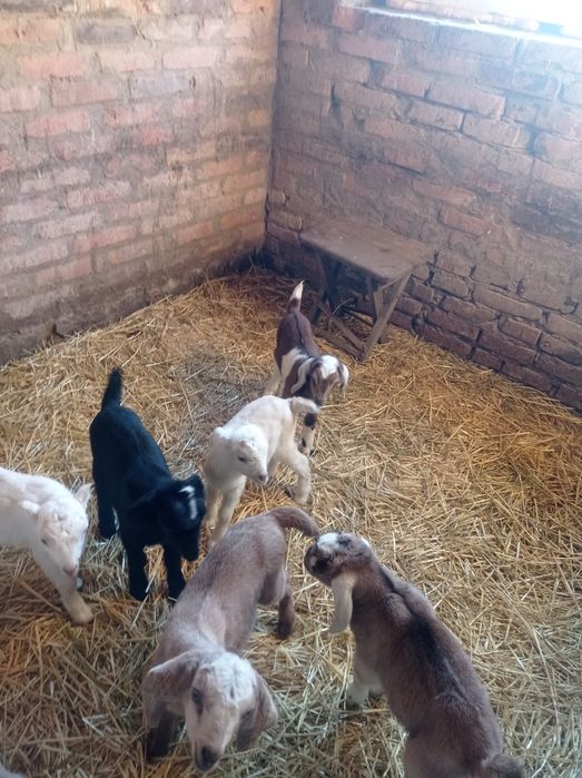 Продаються козенята