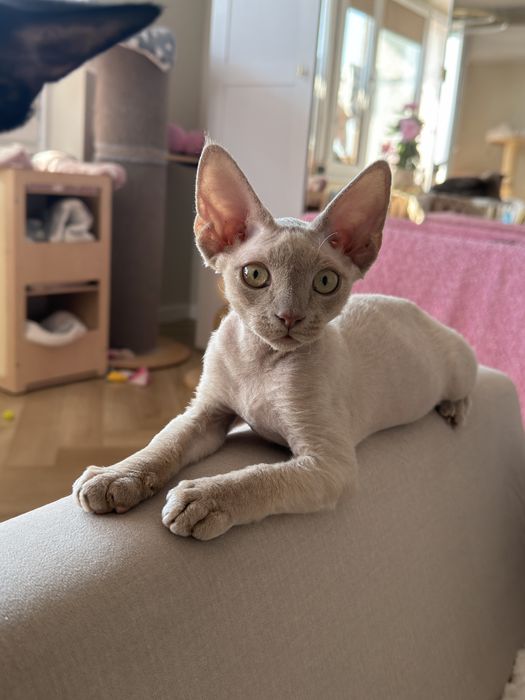 Kocurek Devon Rex