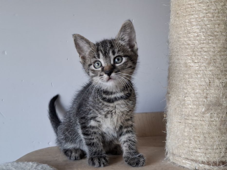 Parys i Przemo szukają wspólnego domu! Bure maluchy do adopcji!