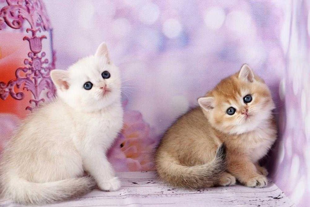 Британські плюшеві кошенята з щепленням та гарними манерами