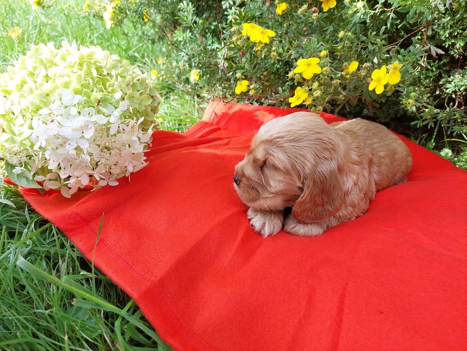 Cocker Spaniel Angielski szczenięta
