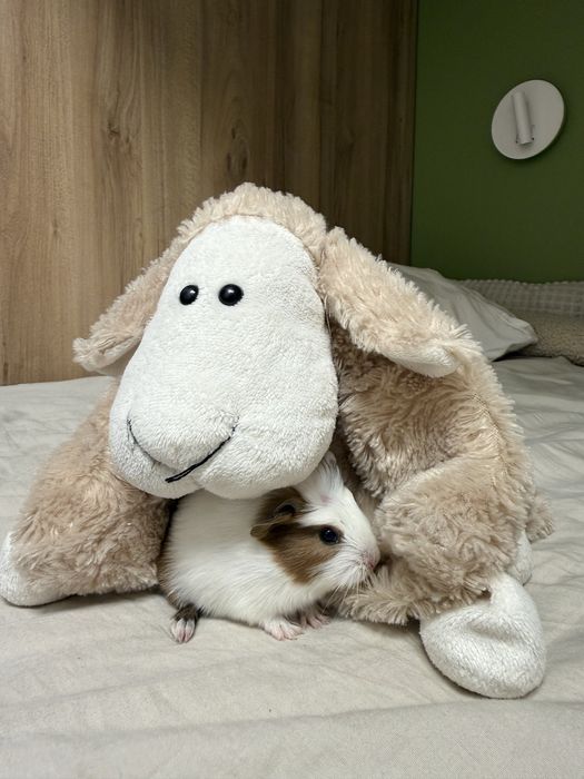 Морські свинки маленькі, метиси коронет