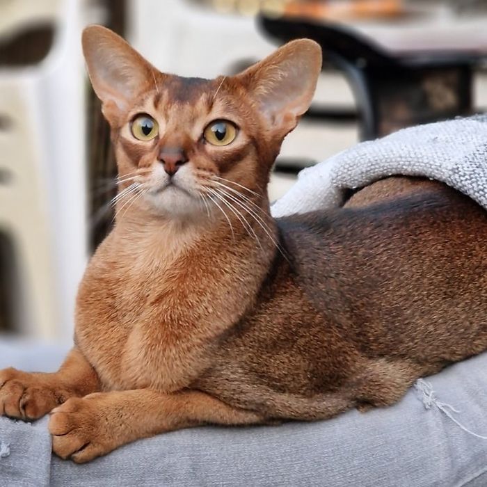 Абісинські кошенята