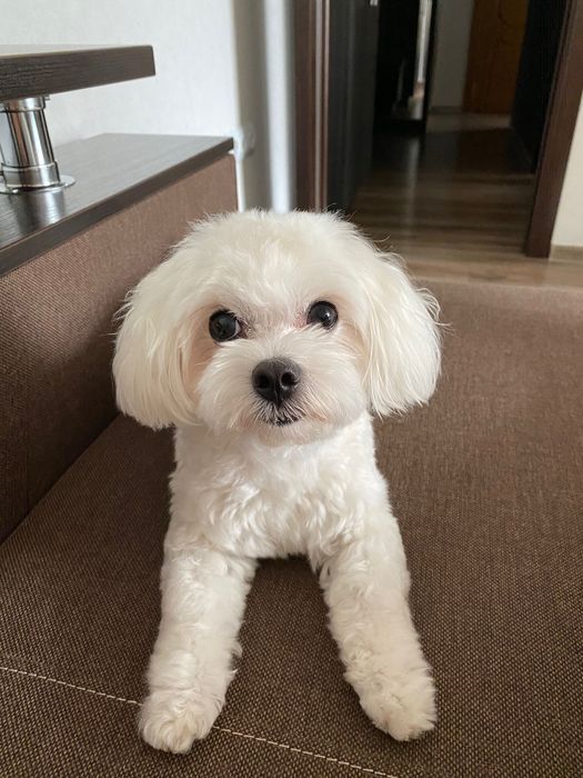 Вʼязка Мальтез міні хлопчик