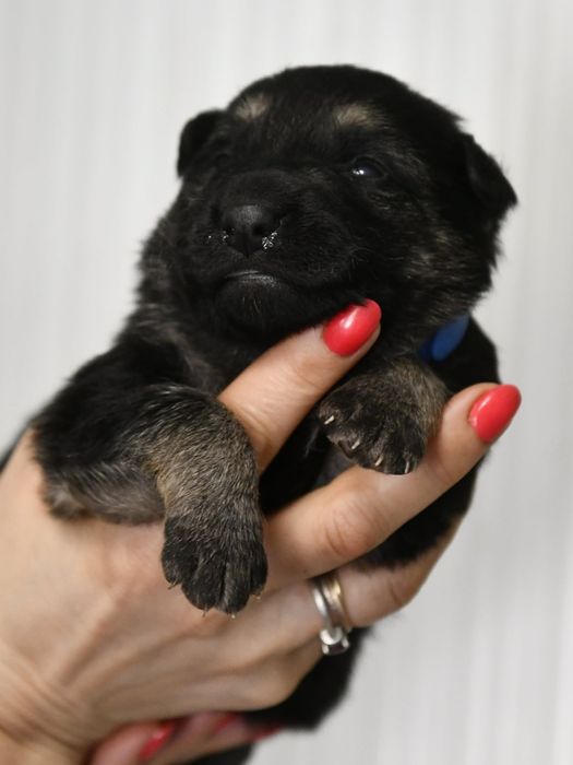 Owczarek wschodnioeuropejski czaprakowy  chłopiec ZKwP FCI