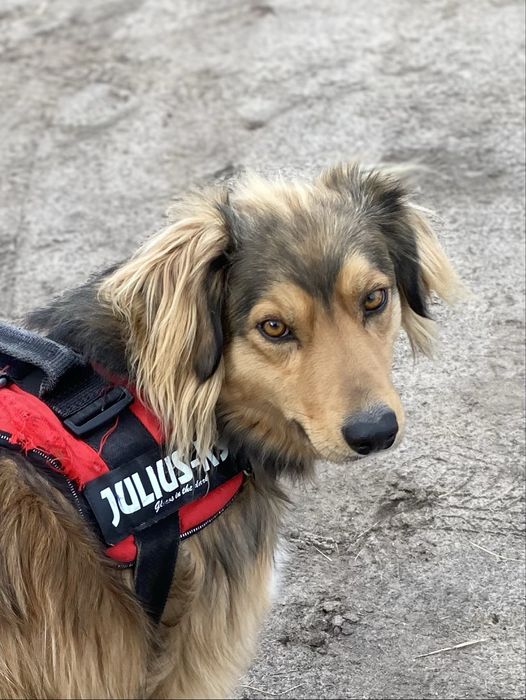 Rudek szuka domu 2-3 letni zaczipowany i wykastrowany