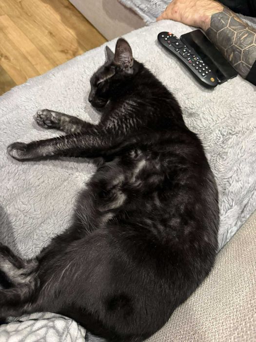 Mijusia śliczna kotka do adopcji