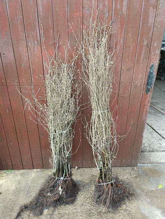 Sadzonki Graba 150 cm - 160 cm  na żywopłot.