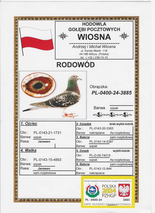 Młode 2026 Para 62 Oryg A.M Wiosn Inbred Szpaka 74019 gołębie pocztowe