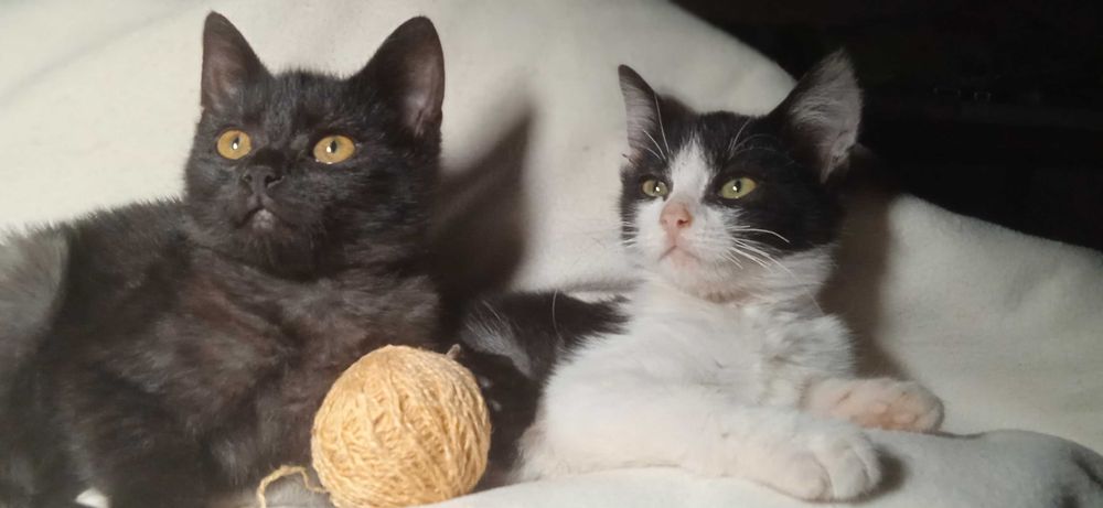 Віддам кошенят, отдам котят