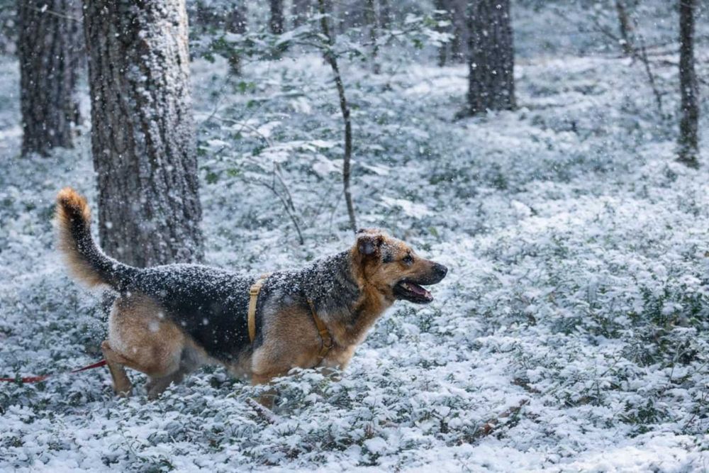 Scooby .. Scooby Doo szuka Domu