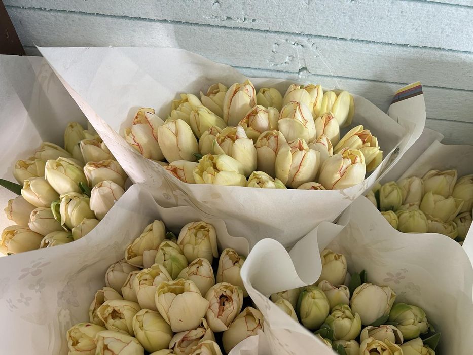 ЦИБУЛИНИ тюльпанів після вигонки у теплиці