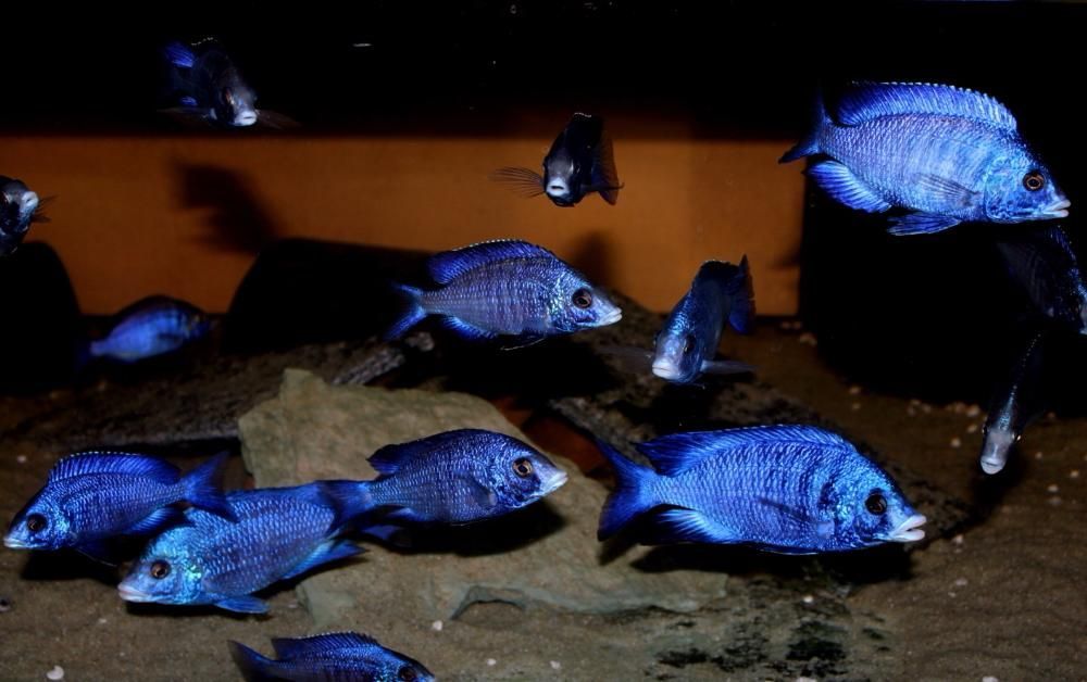 Африканські цихлід Малаві Вікторія Акваріумні рибки Аулонокара