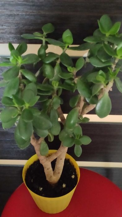 Продам денежное дерево, толстянку