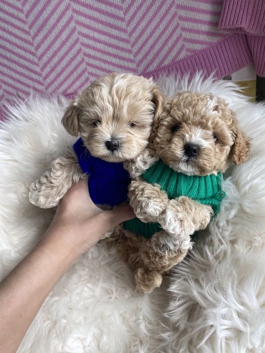 Міні карамельки мальтипу