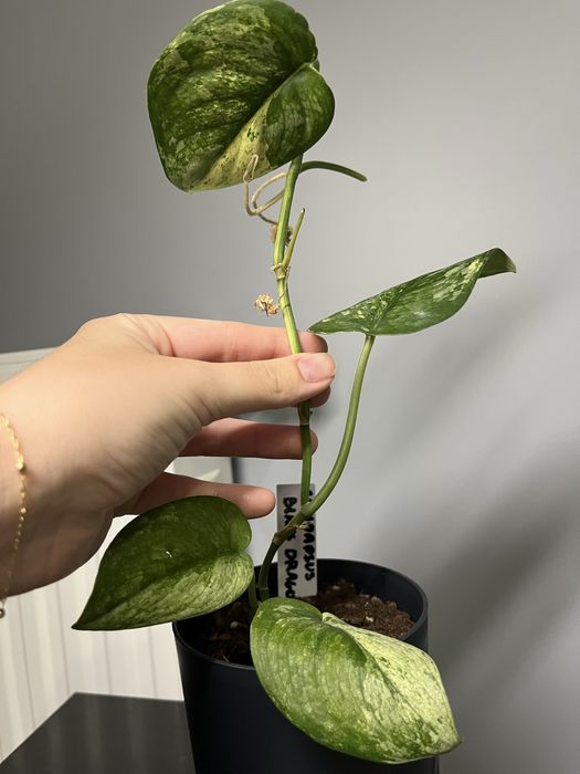 Scindapsus black dragon okaz pędówka