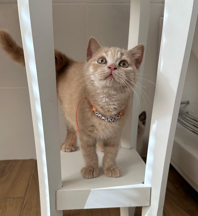 Kotki Brytijskie Krótkowłose /  Bicolor /WCF gotowe do odbioru