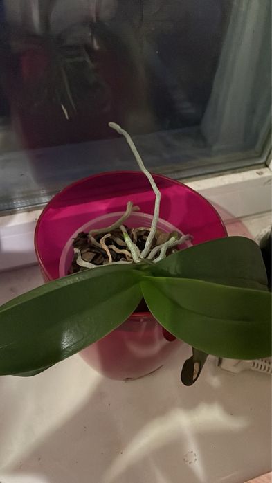 Продам Цветы Орхидеи