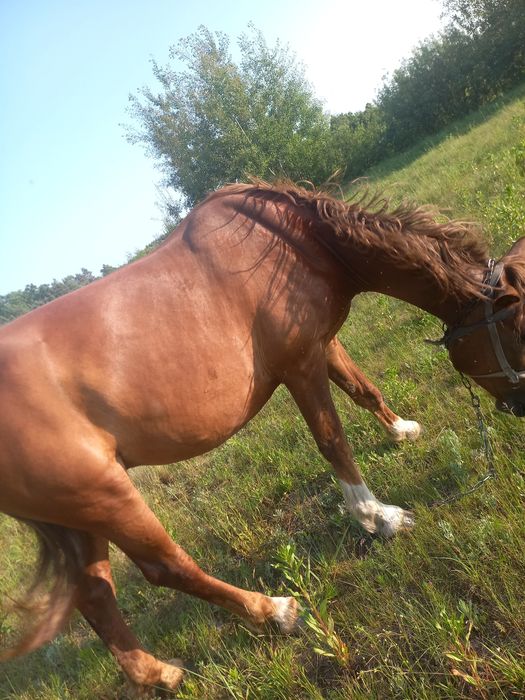 Продам коня  не із малих коней виский