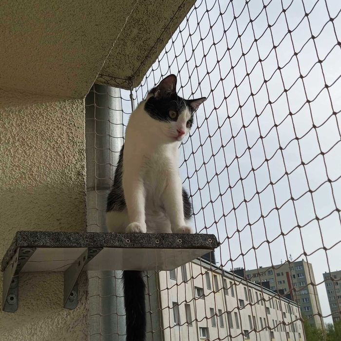 Gaduła i Inspektor: Wyjątkowy koci dwupak do adopcji. Poznaj ich!