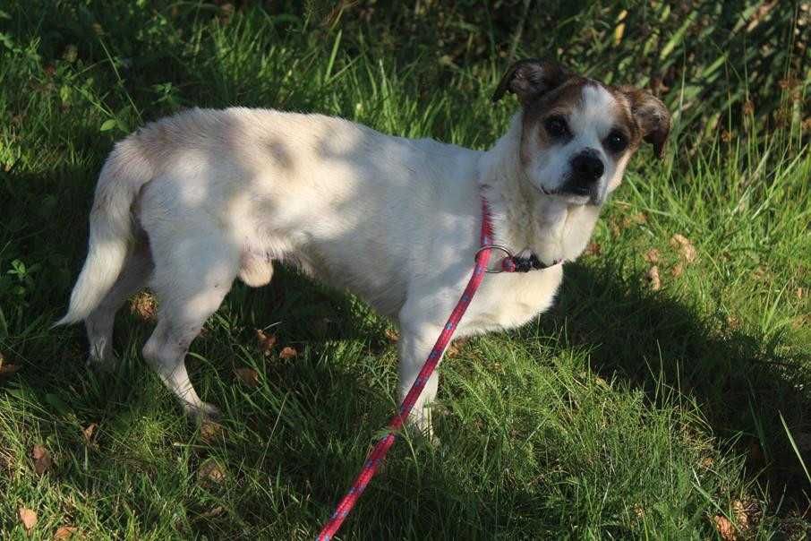 Bandziorek malutki, starszy piesek marzy o ciepłym domu - schronisko