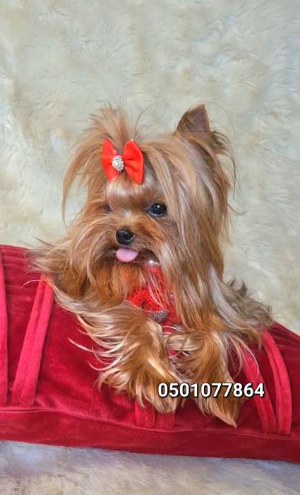 Миниатюрный мальчик йоркширского терьера (йорк) для вязки