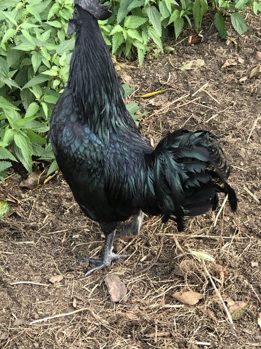 Ayam Cemani Kogut