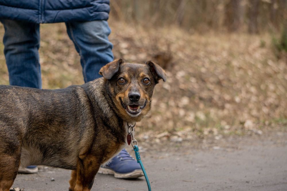 Stefan 5 letni psiak w typie jamniczka do adopcji