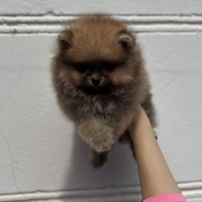 ляльковий Ведмедик шоу классу