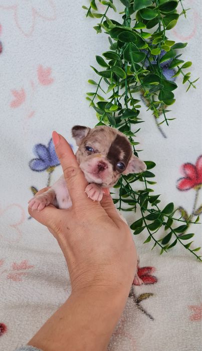 Excecional minimini menina Chihuahua/Chiuaua de Qualidad,LinhagemRussa