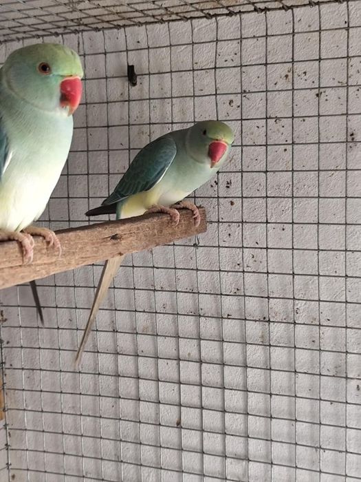 Fêmea azul turquesa cc